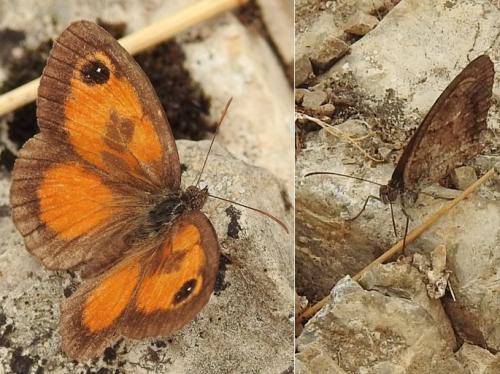 Pyronia cecilia